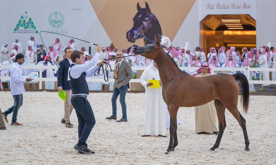 انطلاق بطولة حائل لجمال الخيل العربية الأصيلة 2023م بنسختها الثانية