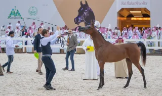 انطلاق بطولة حائل لجمال الخيل العربية الأصيلة 2023م بنسختها الثانية