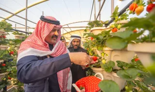 أمير منطقة حائل يزور مشروع حديقة الفراولة بمركز الودي