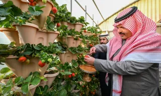 أمير منطقة حائل يدشن فعاليات الموسم السادس لقطف الفراولة